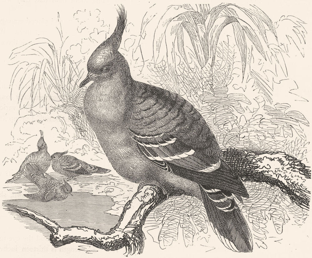 GALLINACEOUS BIRDS. Pigeon. Crested Bronze-wing c1870 old antique print